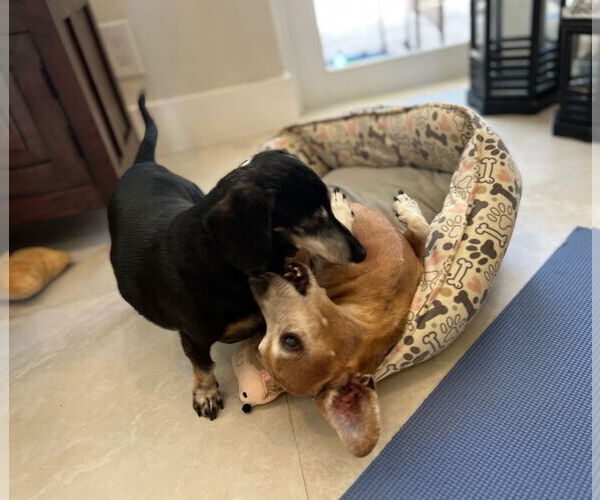 Medium Photo #3 Dachshund Puppy For Sale in Weston, FL, USA