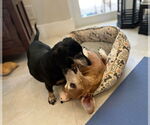 Small #2 Dachshund