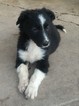 Small Photo #1 Border Collie Puppy For Sale in MC VEYTOWN, PA, USA