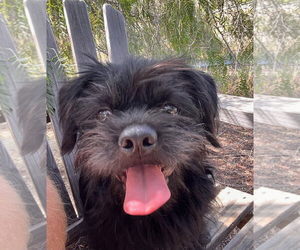 Medium Photo #4 Lhasa Apso-Unknown Mix Puppy For Sale in Temecula, CA, USA