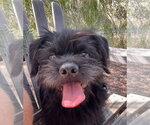 Small #3 Lhasa Apso Mix