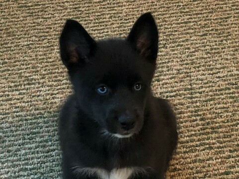 Medium Photo #5 Pomsky Puppy For Sale in MIDDLETOWN, OH, USA