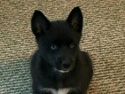 Small Photo #5 Pomsky Puppy For Sale in MIDDLETOWN, OH, USA