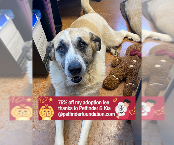 Medium Photo #11 Great Pyrenees-Unknown Mix Puppy For Sale in Bolivar, MO, USA