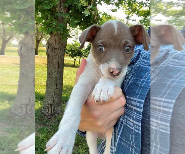 Medium Photo #1 Rat Terrier Puppy For Sale in FREDERICKSBG, OH, USA