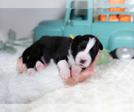 Small #3 Border Collie