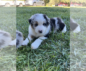 Medium Australian Shepherd