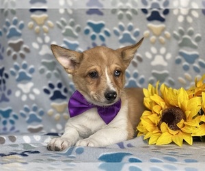 Border Collie-Pembroke Welsh Corgi Mix Puppy for sale in LANCASTER, PA, USA