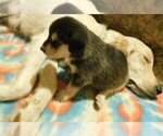 Small Photo #24 Golden Labrador Puppy For Sale in IDAHO SPRINGS, CO, USA
