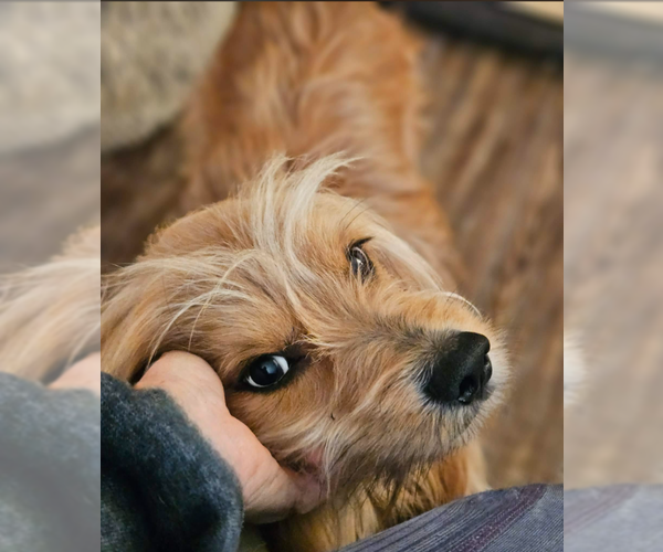 Medium Photo #4 Havanese-Unknown Mix Puppy For Sale in Cranston, RI, USA