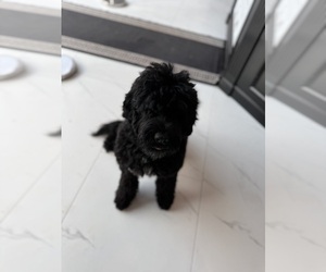 Mother of the Portuguese Water Dog puppies born on 01/18/2026