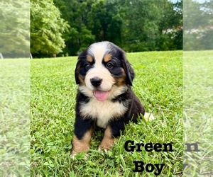 Medium Bernese Mountain Dog
