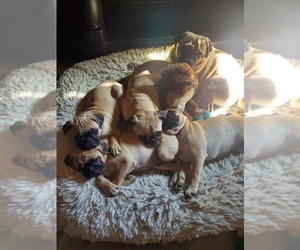 Pug Puppy for sale in FERRYVILLE, WI, USA