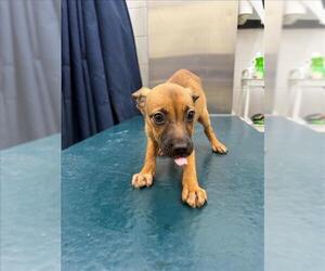 Rat Terrier-Unknown Mix Dogs for adoption in Mobile, AL, USA