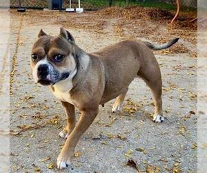 Medium Staffordshire Bull Terrier