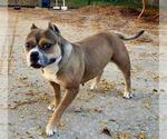 Small Staffordshire Bull Terrier