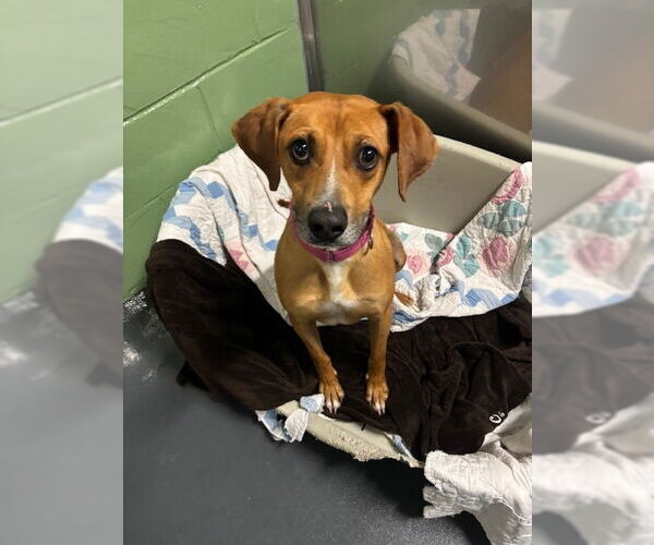 Medium Photo #3 Mutt Puppy For Sale in Elmsford, NY, USA