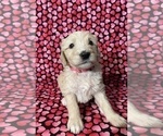 Small Photo #13 Goldendoodle Puppy For Sale in CITRUS HEIGHTS, CA, USA