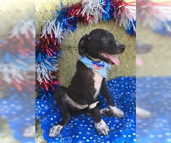 Medium Photo #2 Border Collie-Unknown Mix Puppy For Sale in Pleasanton, TX, USA