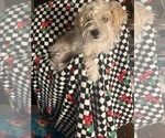 Small #11 Shorkie Tzu