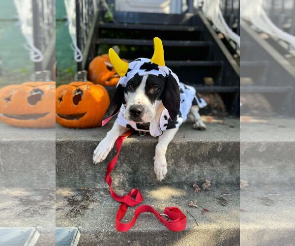 Medium Photo #10 American Pit Bull Terrier Puppy For Sale in Rockville, MD, USA
