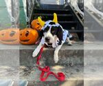 Small #9 American Pit Bull Terrier