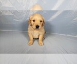 Small #1 Golden Retriever