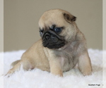 Small #4 Pug