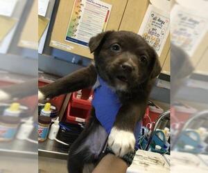 Mutt Dogs for adoption in Riverside, CA, USA