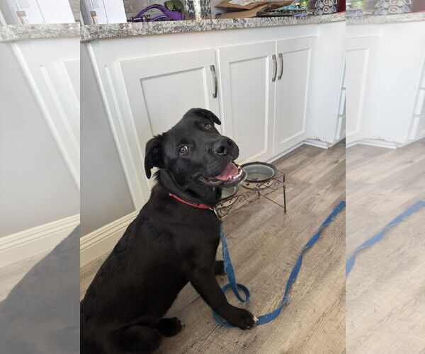 Medium Photo #3 Labrador Retriever-Unknown Mix Puppy For Sale in San Diego, CA, USA