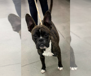 French Bulldog-Unknown Mix Dogs for adoption in Cranston, RI, USA