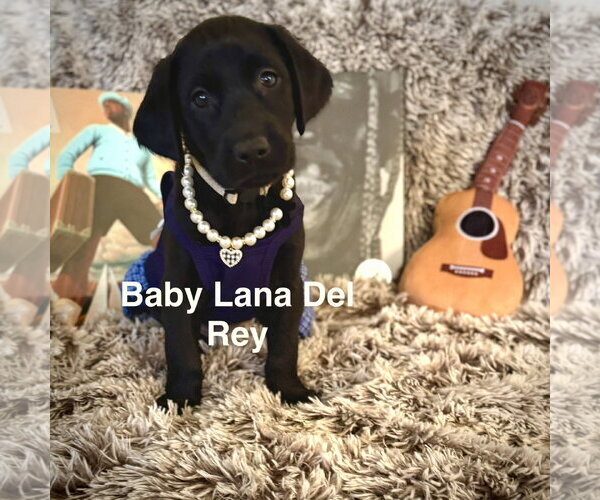 Medium Photo #2 Labrador Retriever-Unknown Mix Puppy For Sale in Sandy, UT, USA
