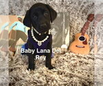 Small Photo #2 Labrador Retriever-Unknown Mix Puppy For Sale in Sandy, UT, USA