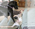 Small #3 American Pit Bull Terrier-Dalmatian Mix