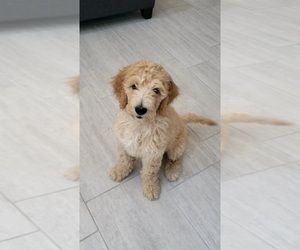 Goldendoodle Puppy for sale in FRS, CA, USA