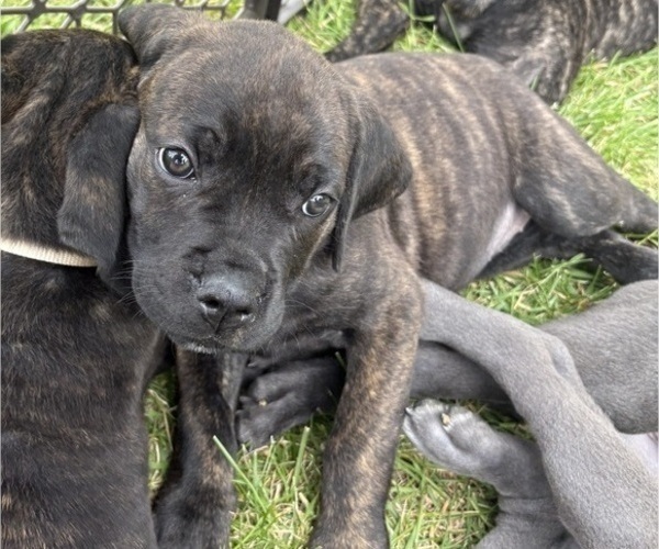 Medium Photo #2 Cane Corso Puppy For Sale in FORT WAYNE, IN, USA