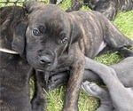 Small Photo #15 Cane Corso Puppy For Sale in FORT WAYNE, IN, USA
