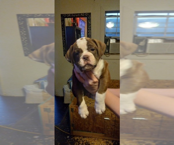 Medium Photo #2 Olde English Bulldogge Puppy For Sale in LUBBOCK, TX, USA