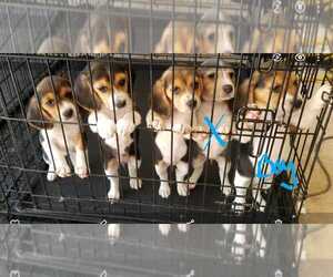Beagle Puppy for sale in SAINT PAUL, MN, USA