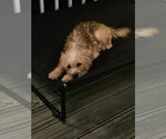 Small #4 Mutt