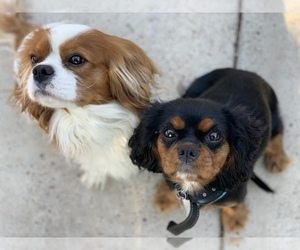 Father of the Cavalier King Charles Spaniel puppies born on 10/29/2021