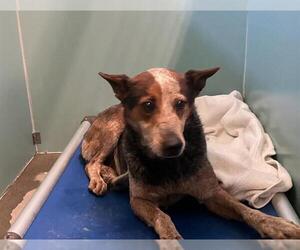 Mutt Dogs for adoption in Camarillo, CA, USA