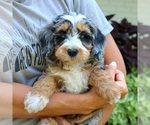 Small #2 Bernedoodle (Miniature)