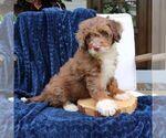 Dexter - Male Bernedoodle (Miniature) Puppy for Sale - Photo #2