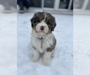 Medium Bernedoodle (Miniature)