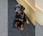 Small Photo #24 Doberman Pinscher Puppy For Sale in HUNTSBURG, OH, USA