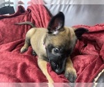 Small Photo #82 Belgian Malinois Puppy For Sale in REESEVILLE, WI, USA