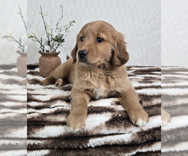 Medium Photo #2 Golden Retriever Puppy For Sale in FRANKLIN, IN, USA