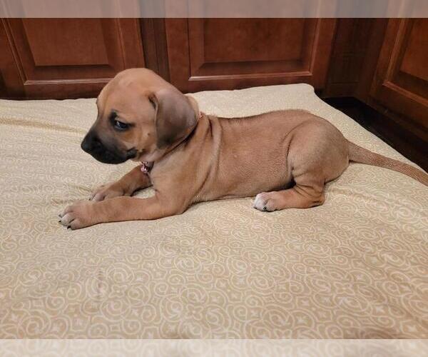 Medium Photo #2 Rhodesian Ridgeback Puppy For Sale in MONTGOMERY CITY, MO, USA
