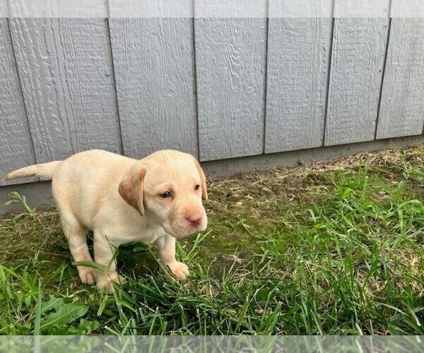 Medium Photo #8 Labrador Retriever Puppy For Sale in SENECA, KS, USA